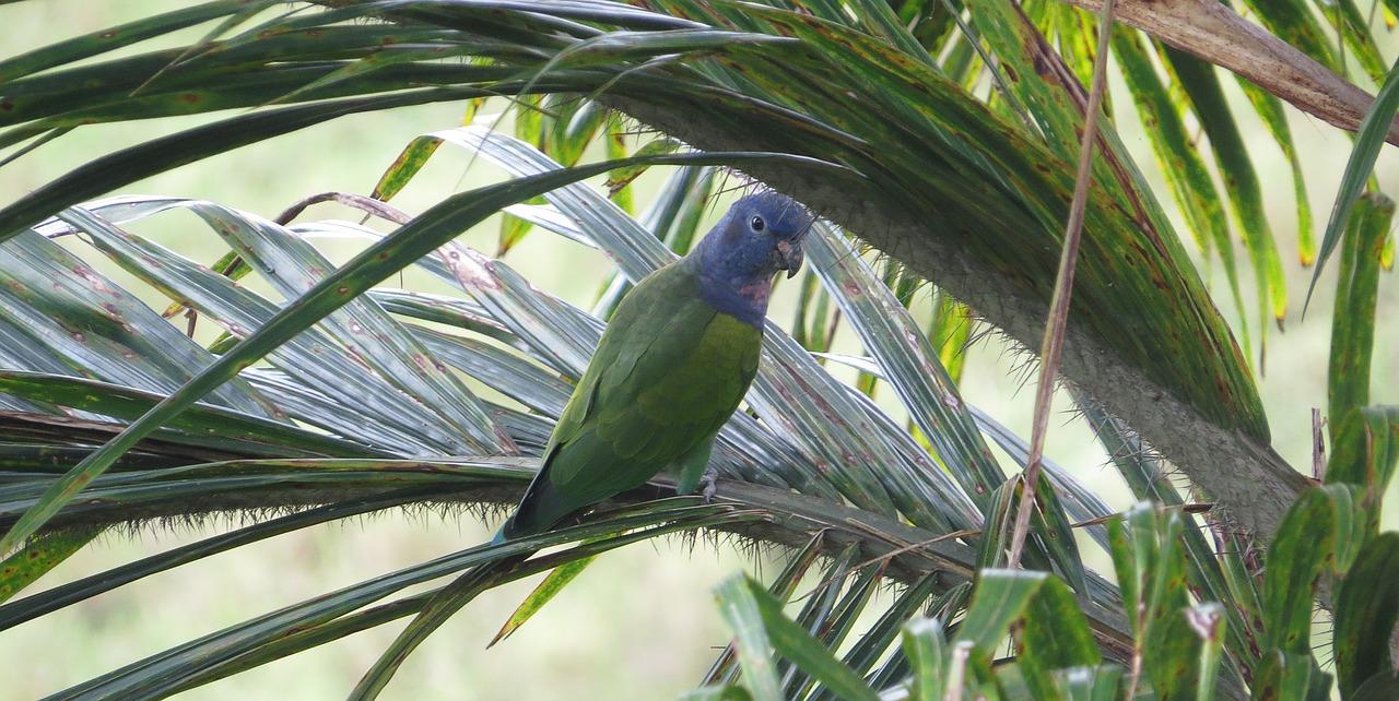 3. 检查喙部形状