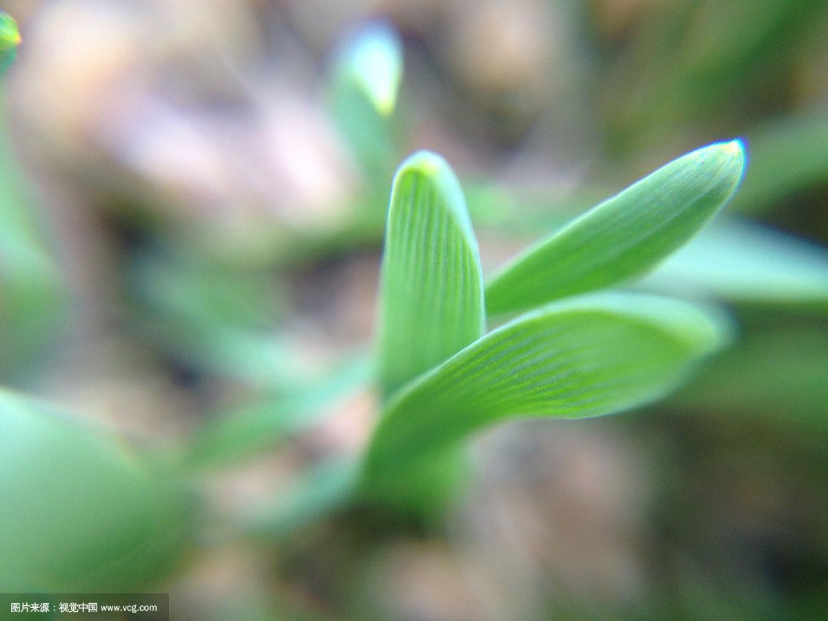 看到这些的人,明天英语四级都能过!