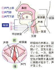 日语语言学1=语音A - 知乎