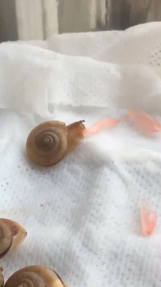 蜗牛吃什么食物 知乎