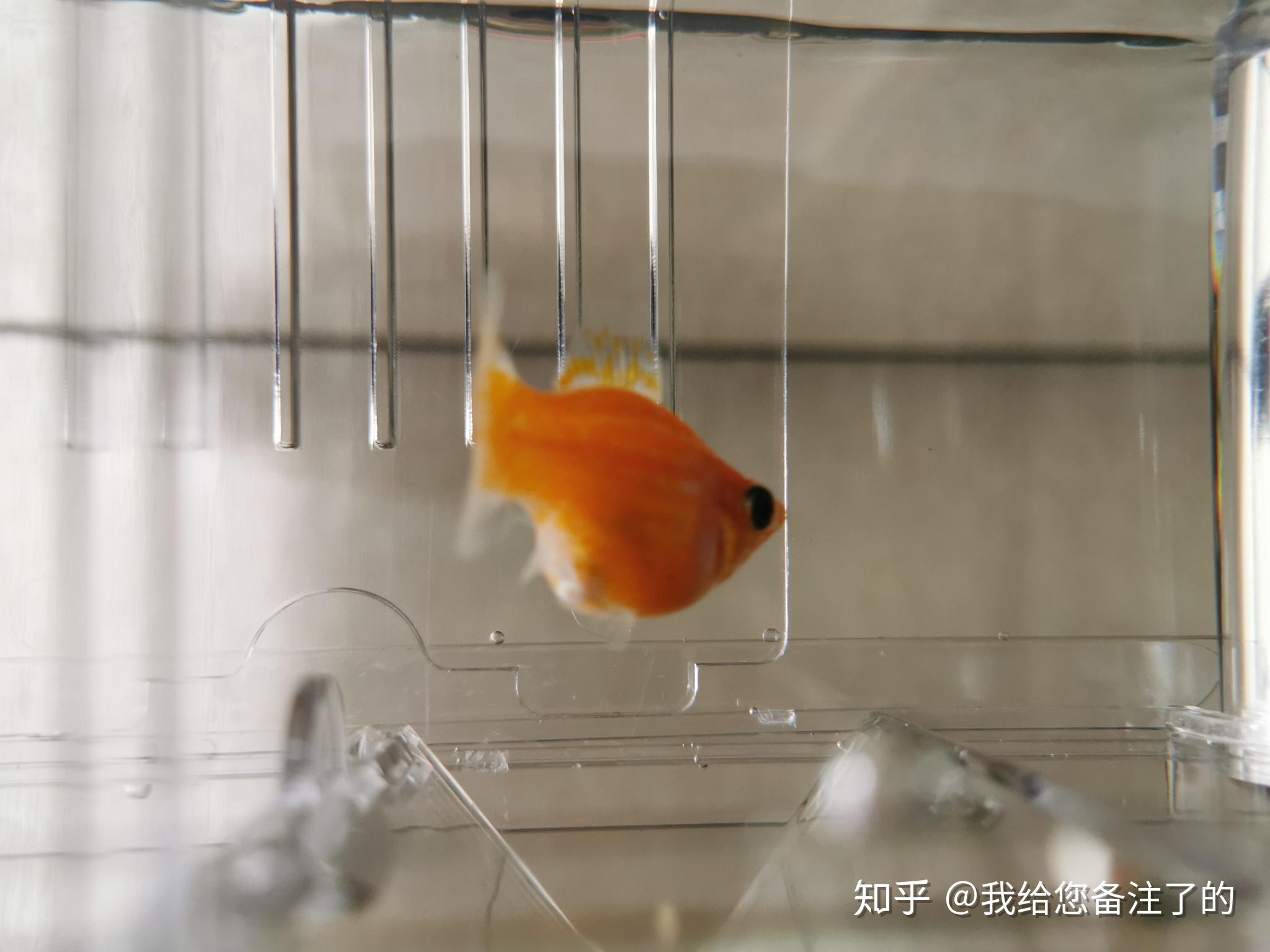 红皮球玛丽-观赏鱼-图片