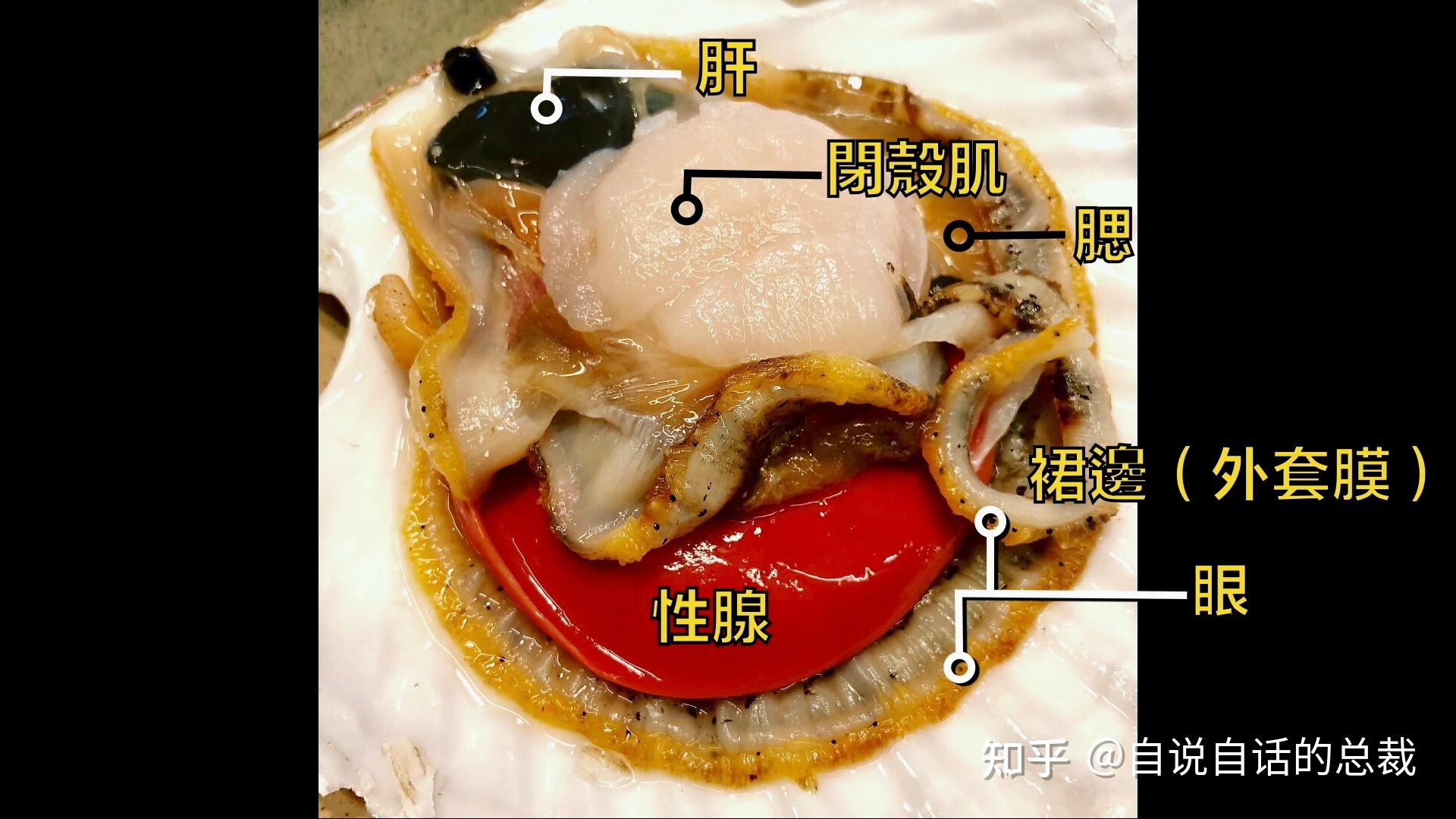 蚬子和蚶子的区别图片图片