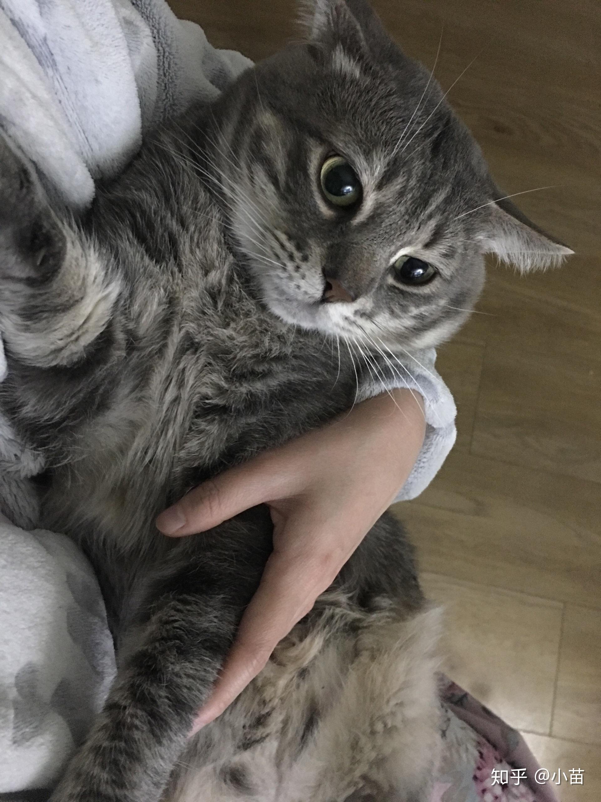 饲养一只大猫是怎样的体验? - 知乎
