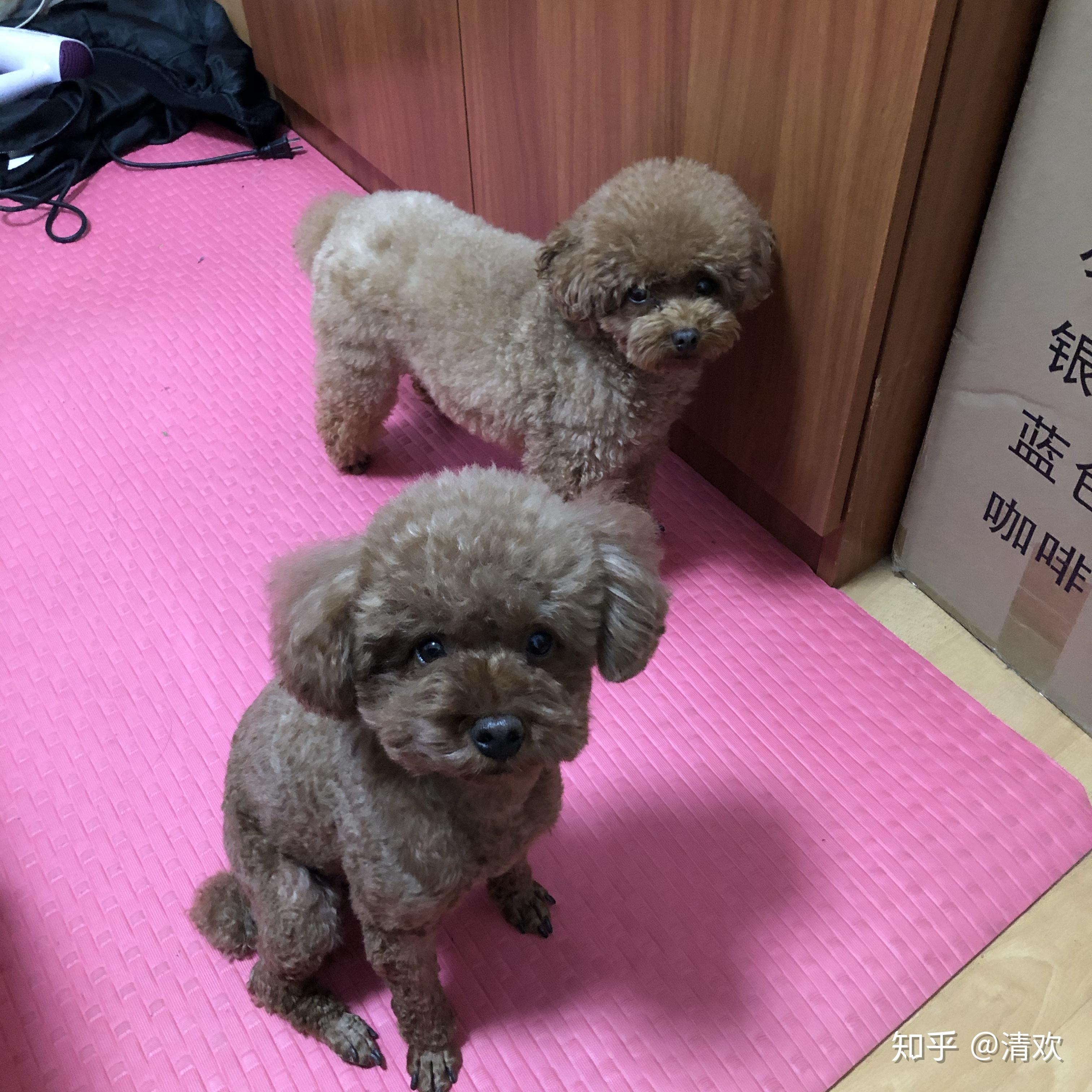 泰迪犬用什么洗澡 (泰迪犬用什么驱虫药最好)