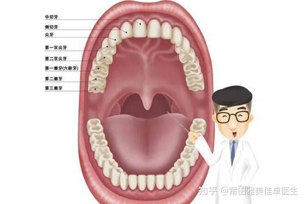 双尖牙的位置图图片