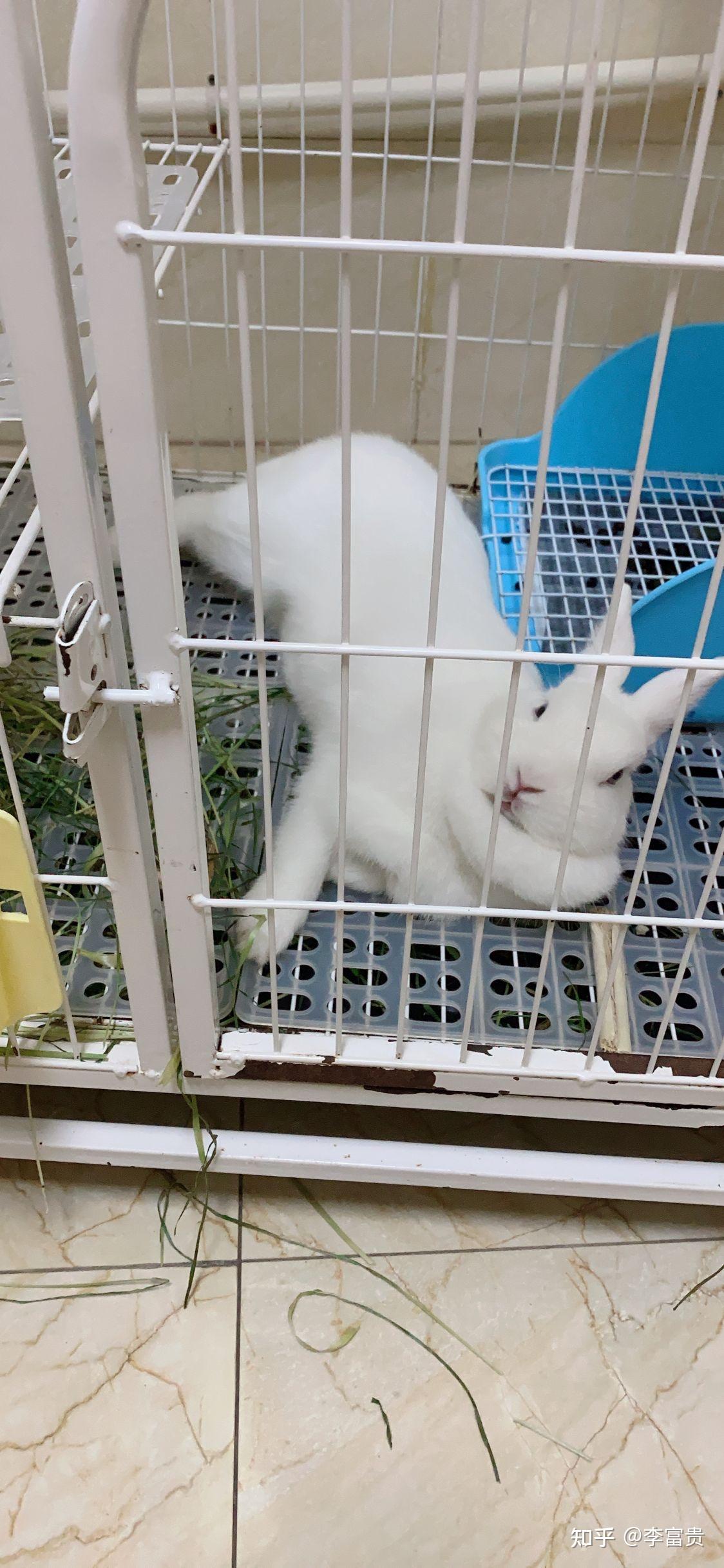 兔子为什么会侧躺