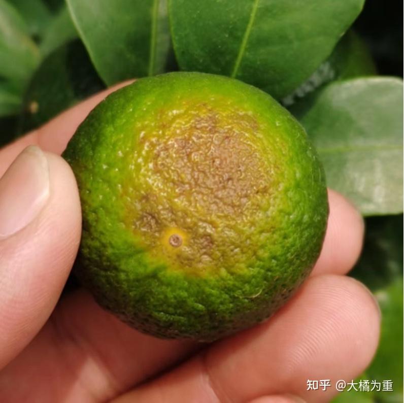柑橘树的种植技巧是什么?