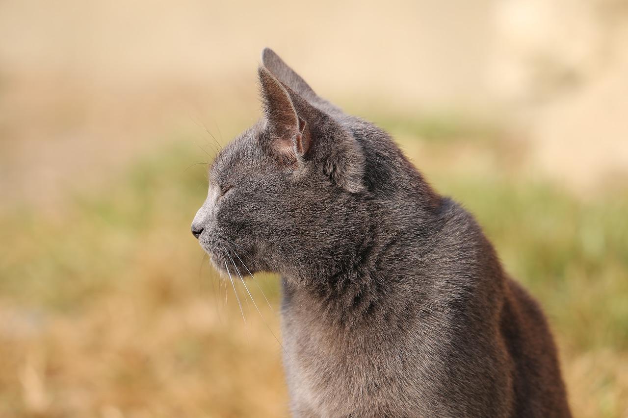 4. 虫害防治方法