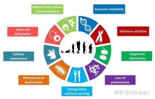 抗衰老是人类永恒的追求,盘点全球最前沿的抗衰技术 - 知乎