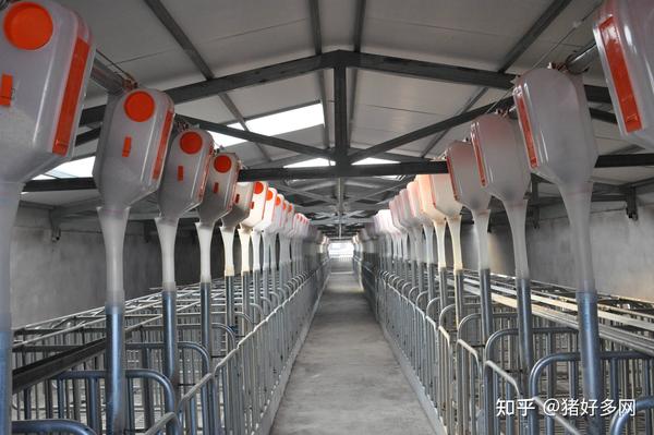 短短5年我国猪业规模化程度提升15%!背后规模猪场却问题百出… - 知乎