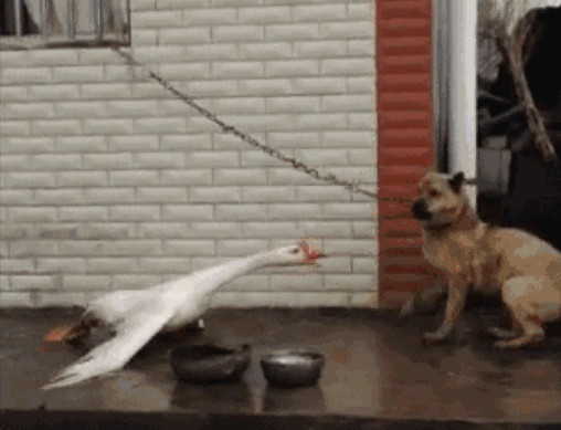 鹅为什么那么凶不怕人,鹅的战斗力有多强?