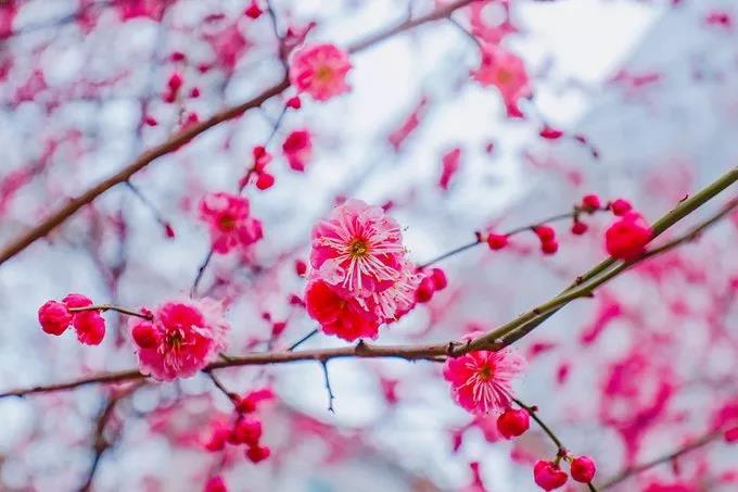 三月十四是什么季节 v2-4d4021294c83fbd0f1cf4d6e7ab8ba31_1440w.jpg?source=172ae18b