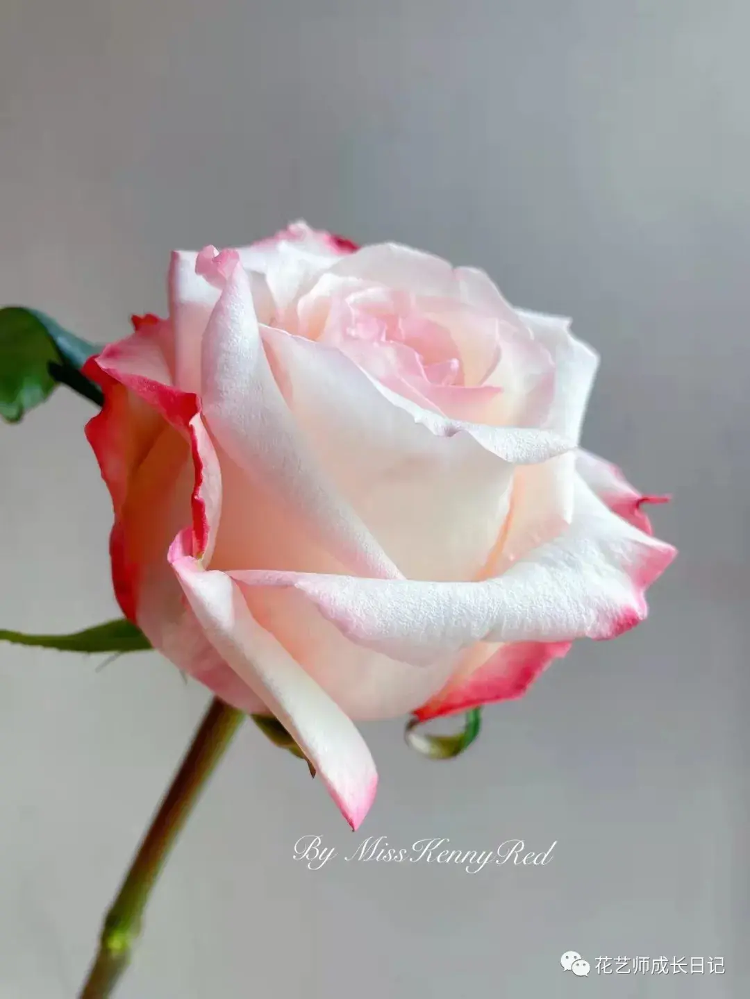 100朵玫瑰vol56肯尼亚乔伊斯玫瑰宇宙第一大花苞