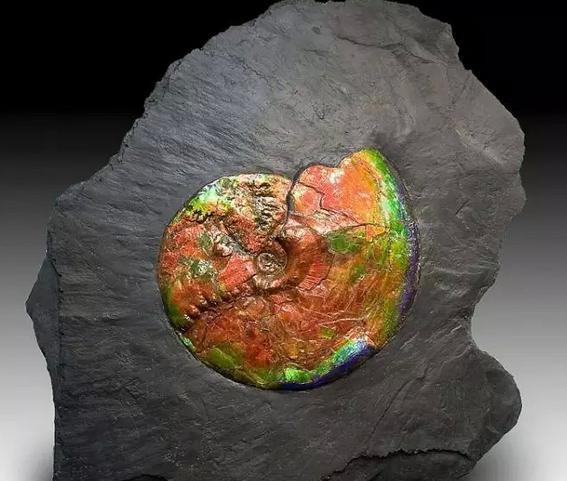世界上最珍贵化石图片
