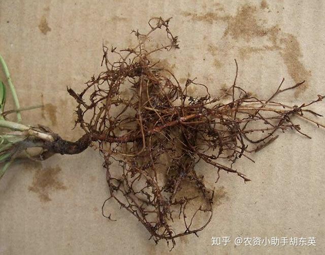 大棚根结线虫病怎样防治?花生根结线虫病如何根治?根结线虫病用线翘翘灌根! - 知乎