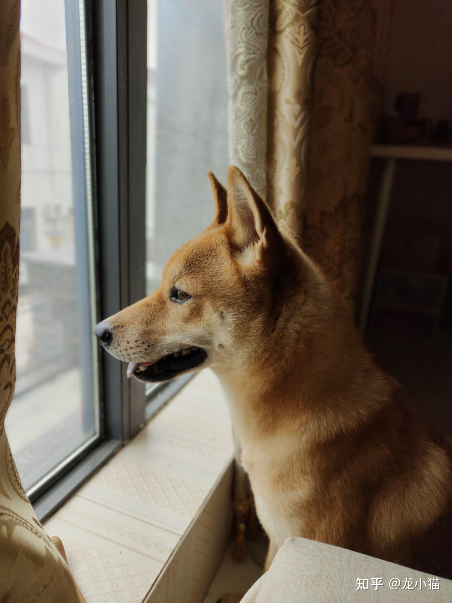 柴犬咬了主人五次后,被送到流浪狗救助站