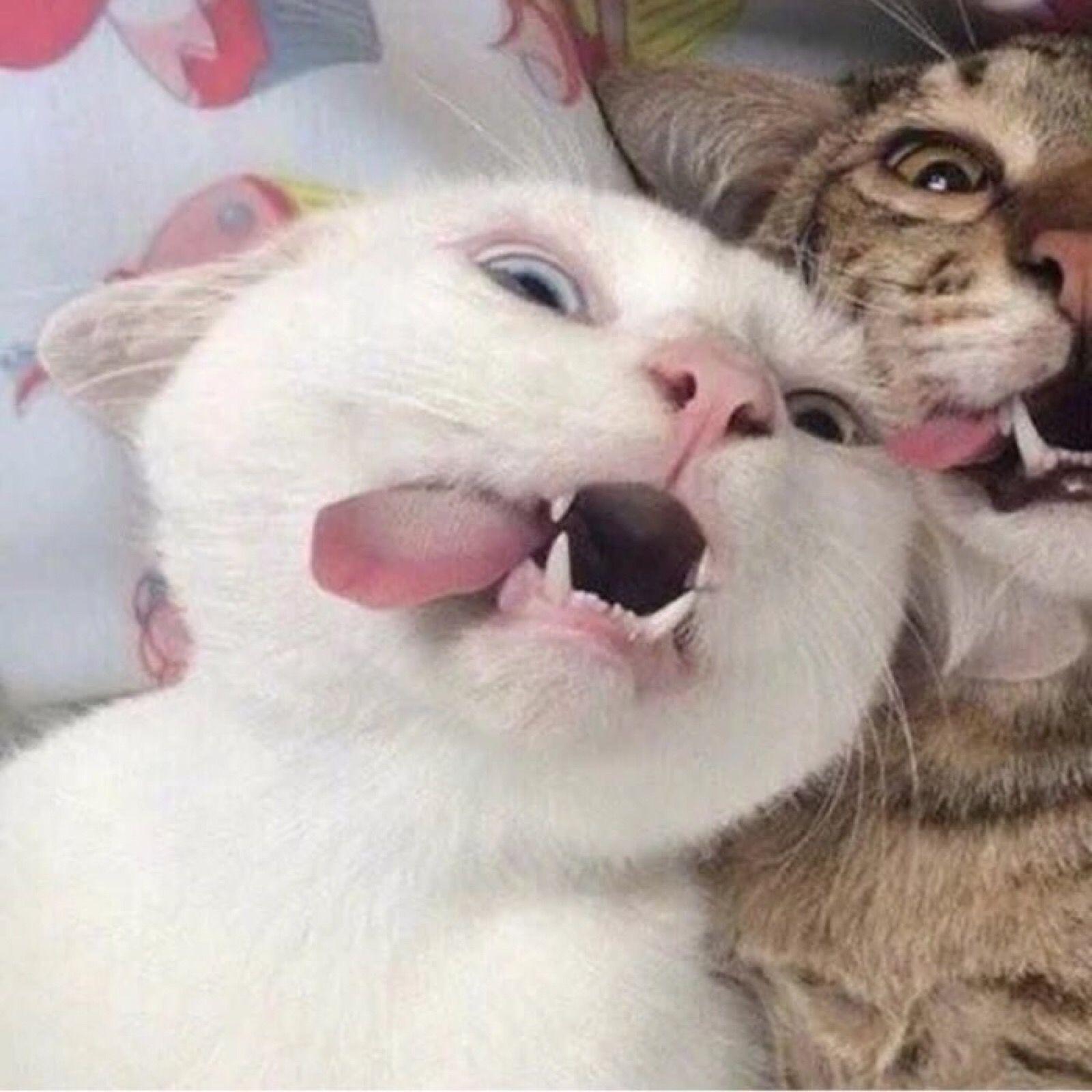 有哪些有趣的情头?