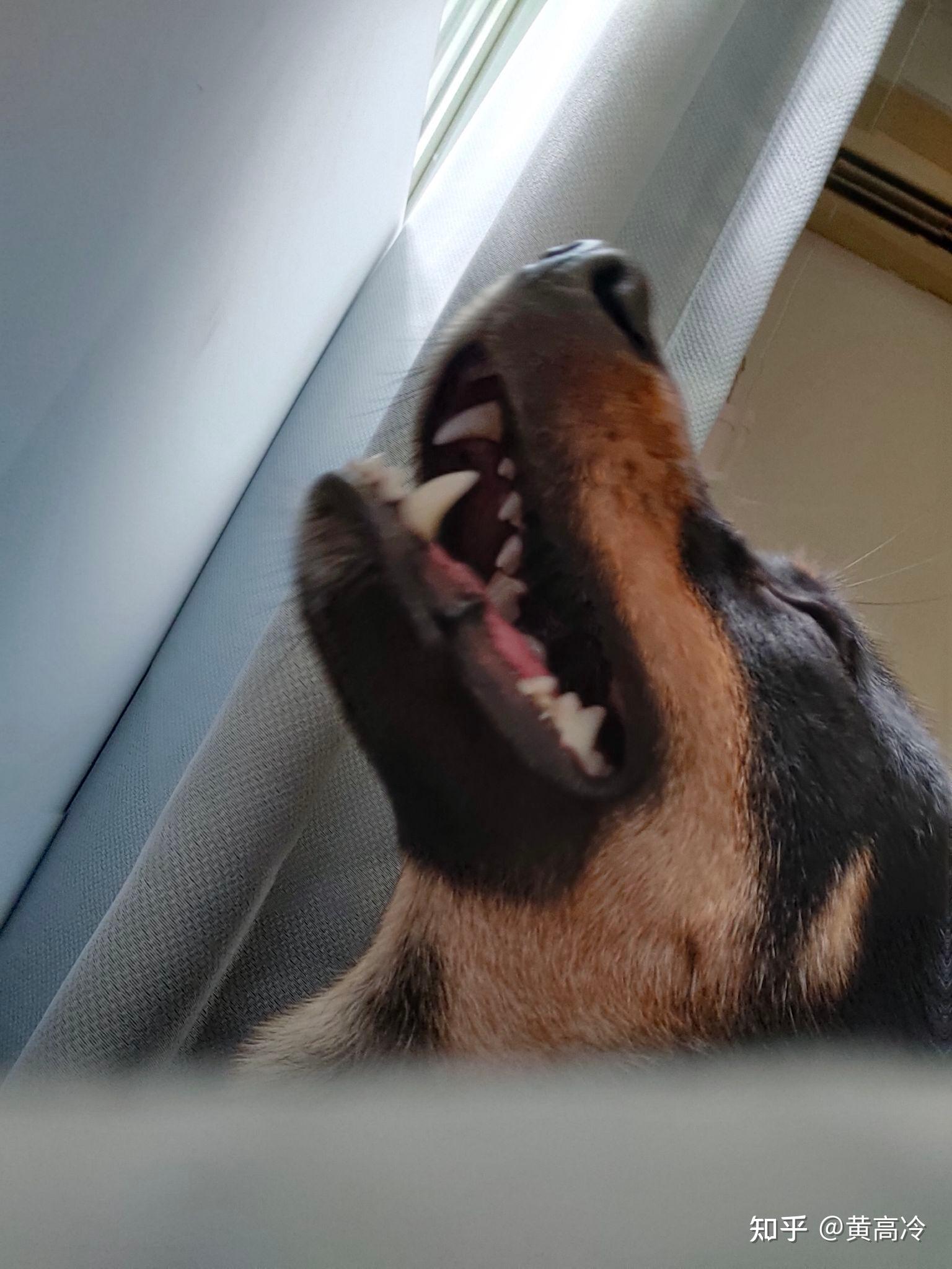 想看铁包金（俗称四眼）毛色的中华田园犬，大家可以发我看看吗？ - 知乎