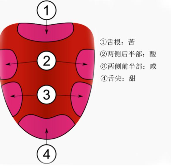 心理学基础知识之感觉 - 知乎