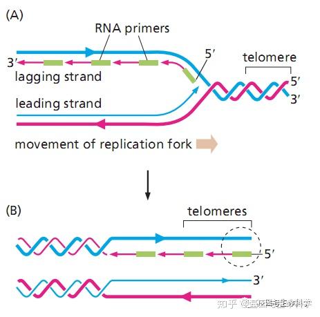 dna复制时前导链(红色)会一直复制下去,而滞后链(蓝色)需要分段复制