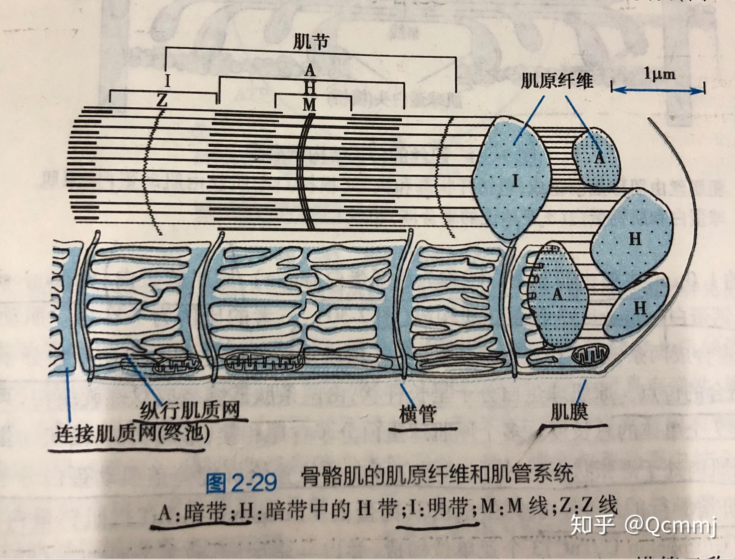 为什么肌丝滑行学说里肌细胞收缩时暗带长度不变