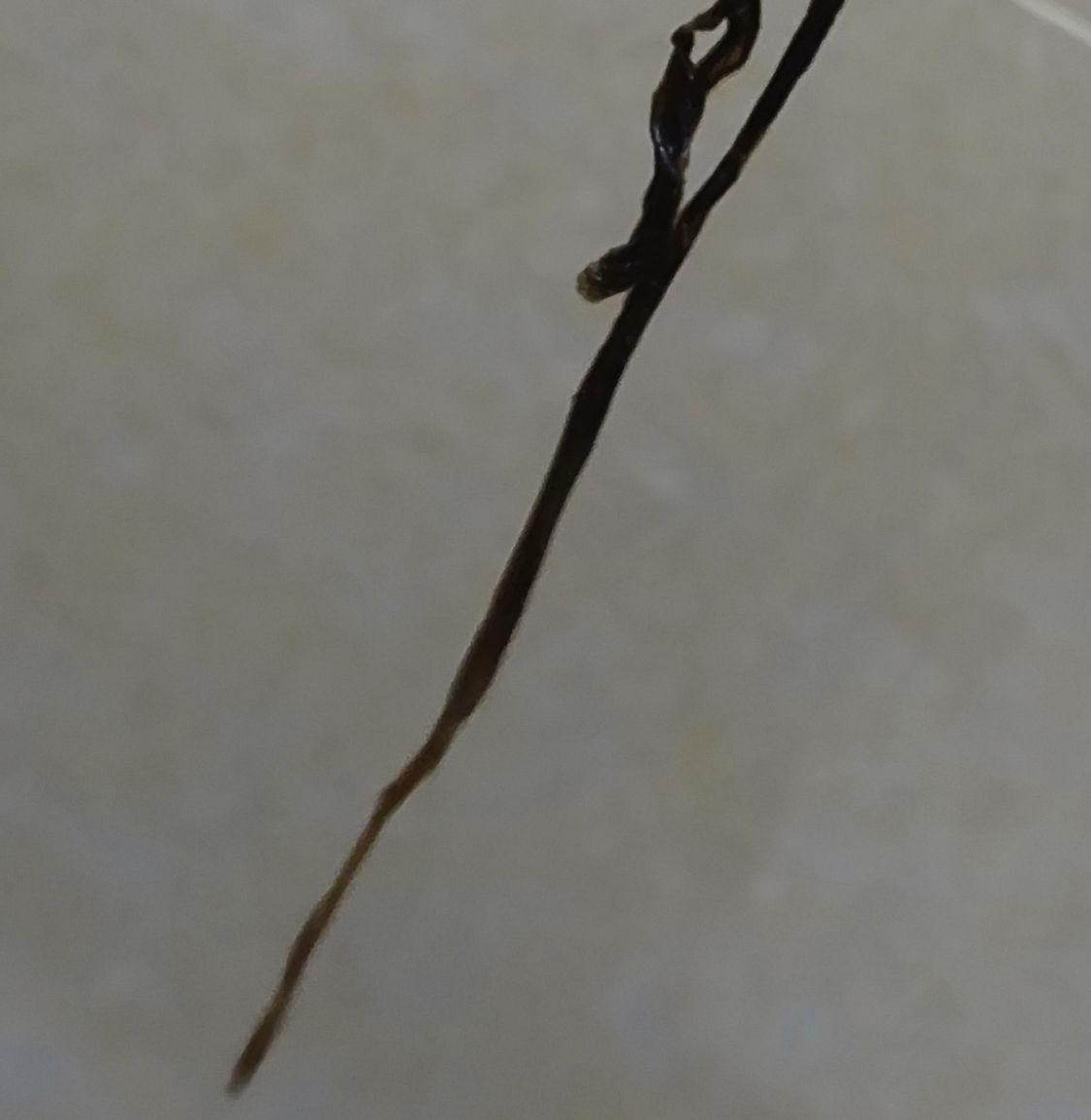 拉屎拉出金针菇是种怎样的体验? - 知乎