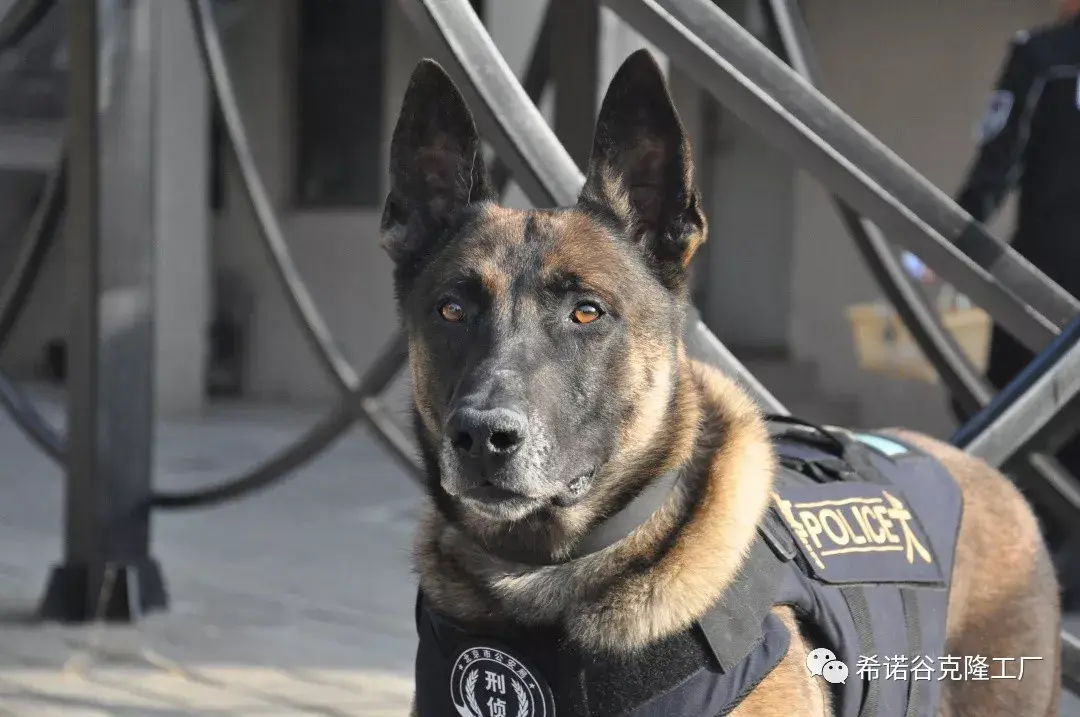 阿瑞是北京警犬基地从国外引进的成年犬,扑咬和抗压能力超强,爆发力
