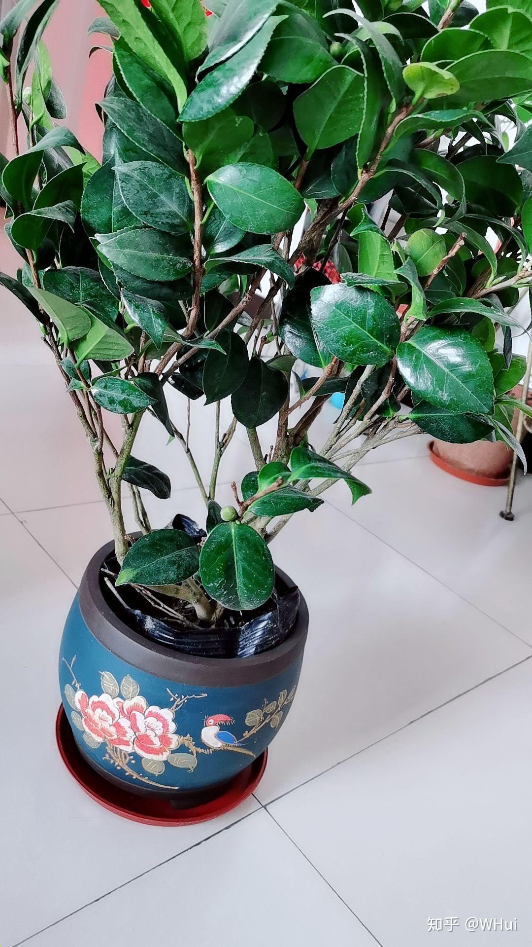 我和我的茶花十八学士