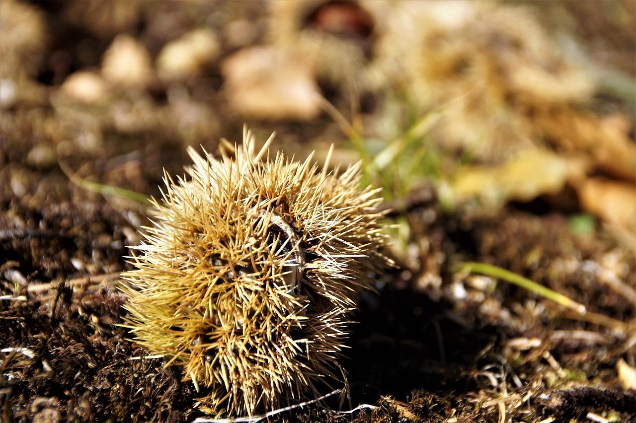 1. 春芋价格行情