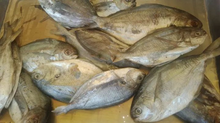 您可能吃到了假鱼闲聊肉鲳鱼作者暮晖熠熠