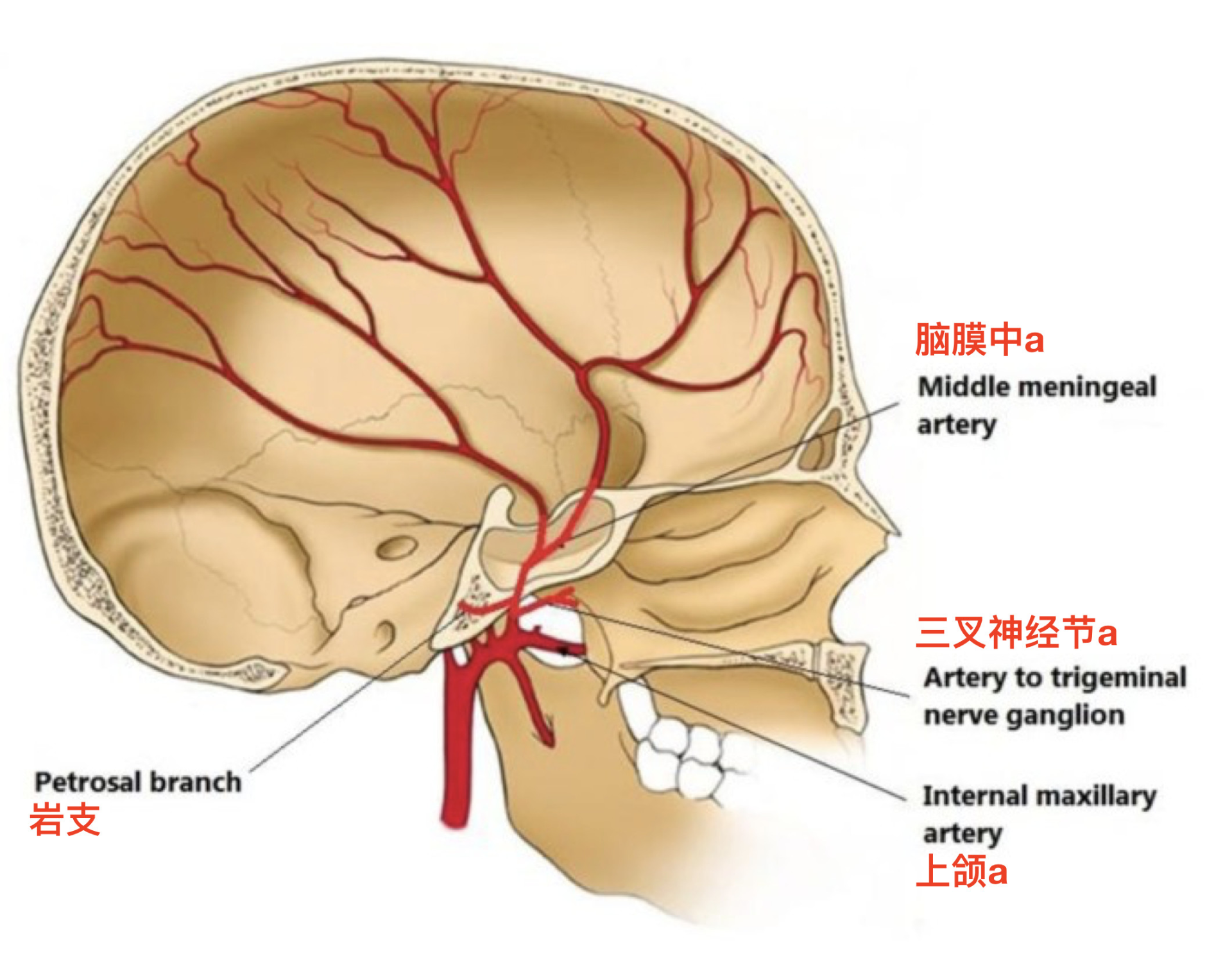脑血管解剖学习笔记第1期:脑膜中动脉大体解剖