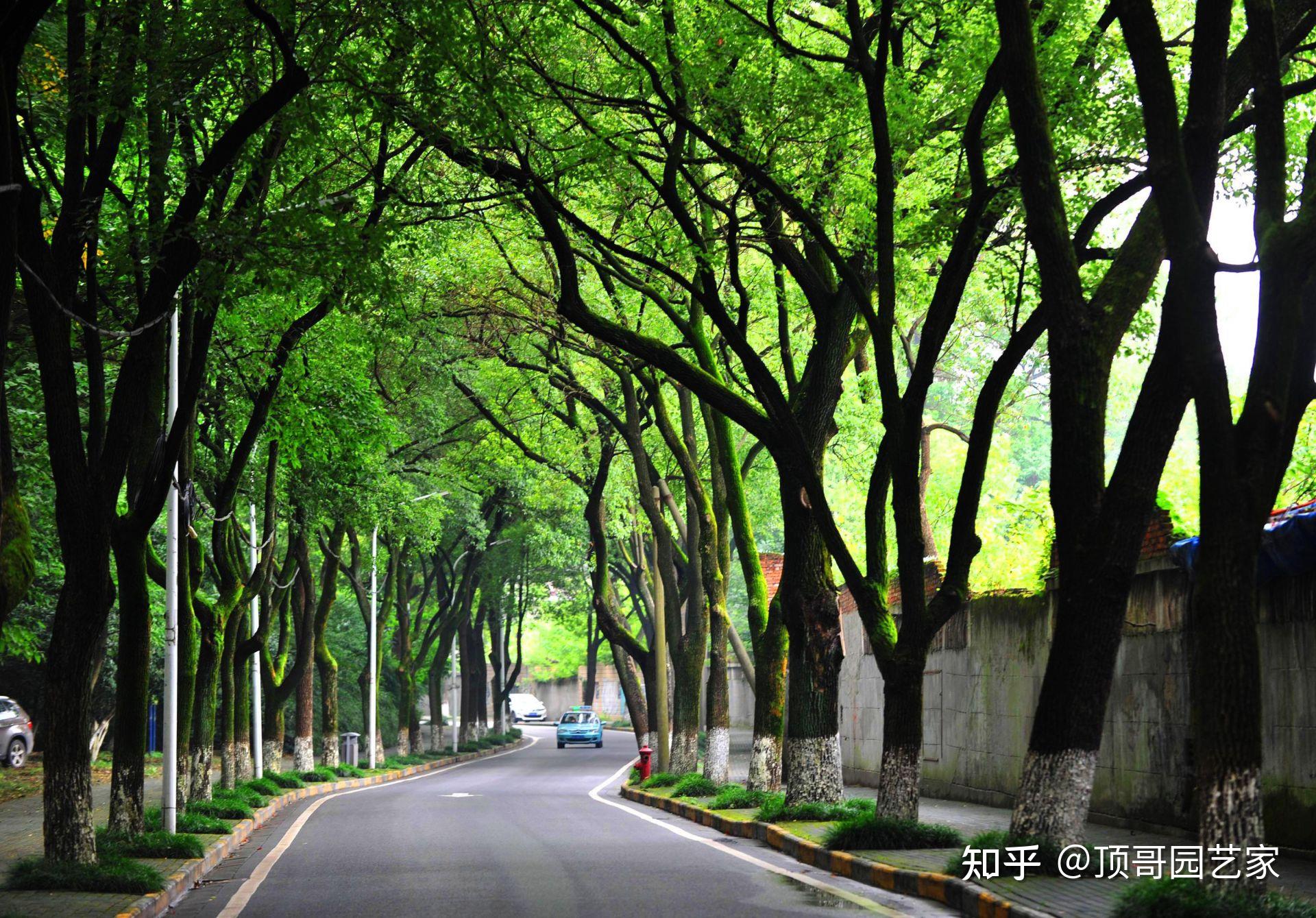 什么是夹道景观30款绝美夹道景观欣赏做花园可能用得上