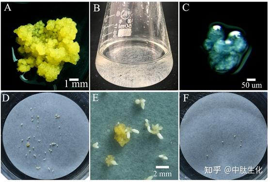 Frontiers In Plant Science Frontiers In Plant Science