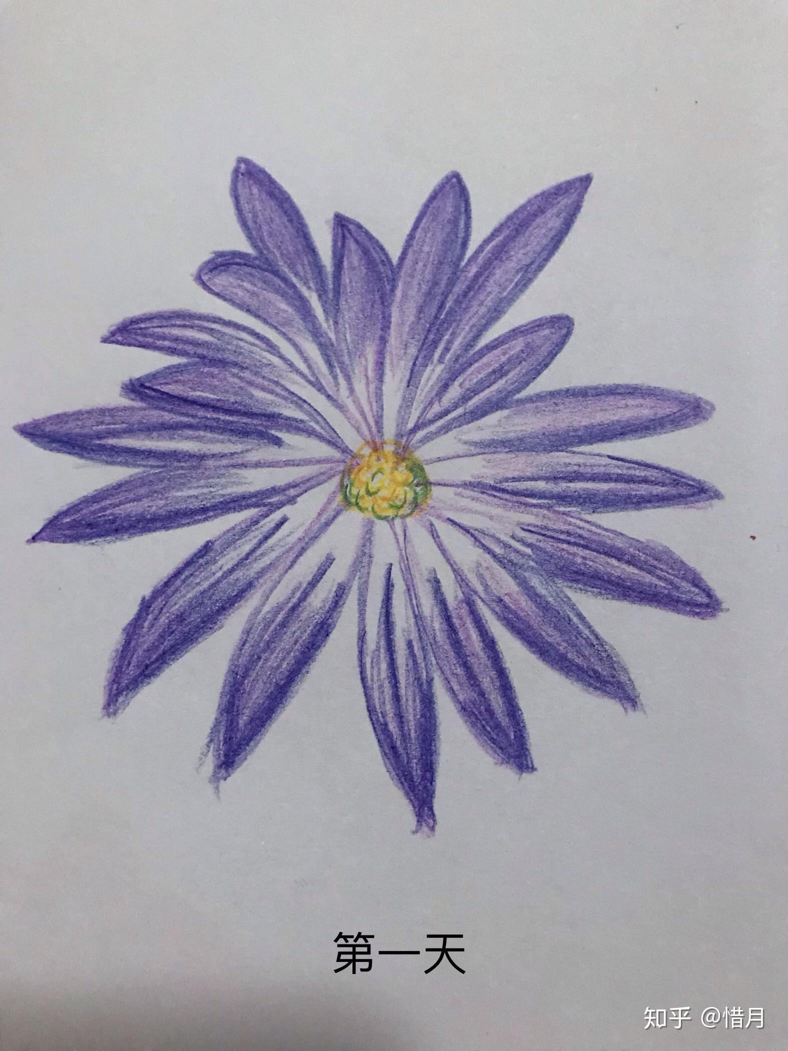 紫茉莉彩铅画图片