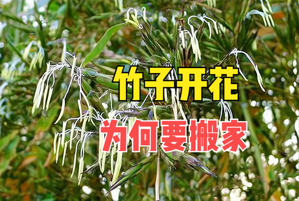 俗语“竹子开花,赶紧搬家”,竹子开花有啥预兆?为何要搬家? - 知乎
