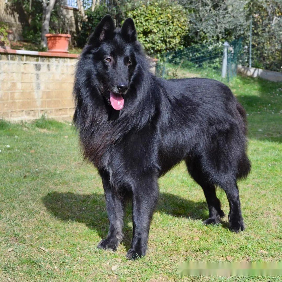 网友领养了一只小黑狗,被全家嫌弃太丑,但长大后……酷毙了 - 知乎