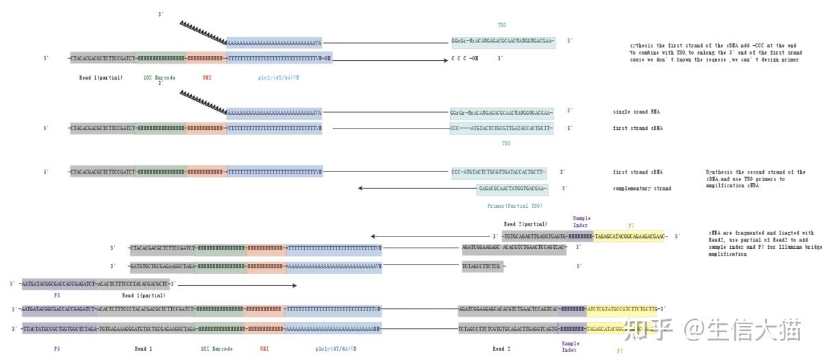RNA-seq测序原理 - 知乎