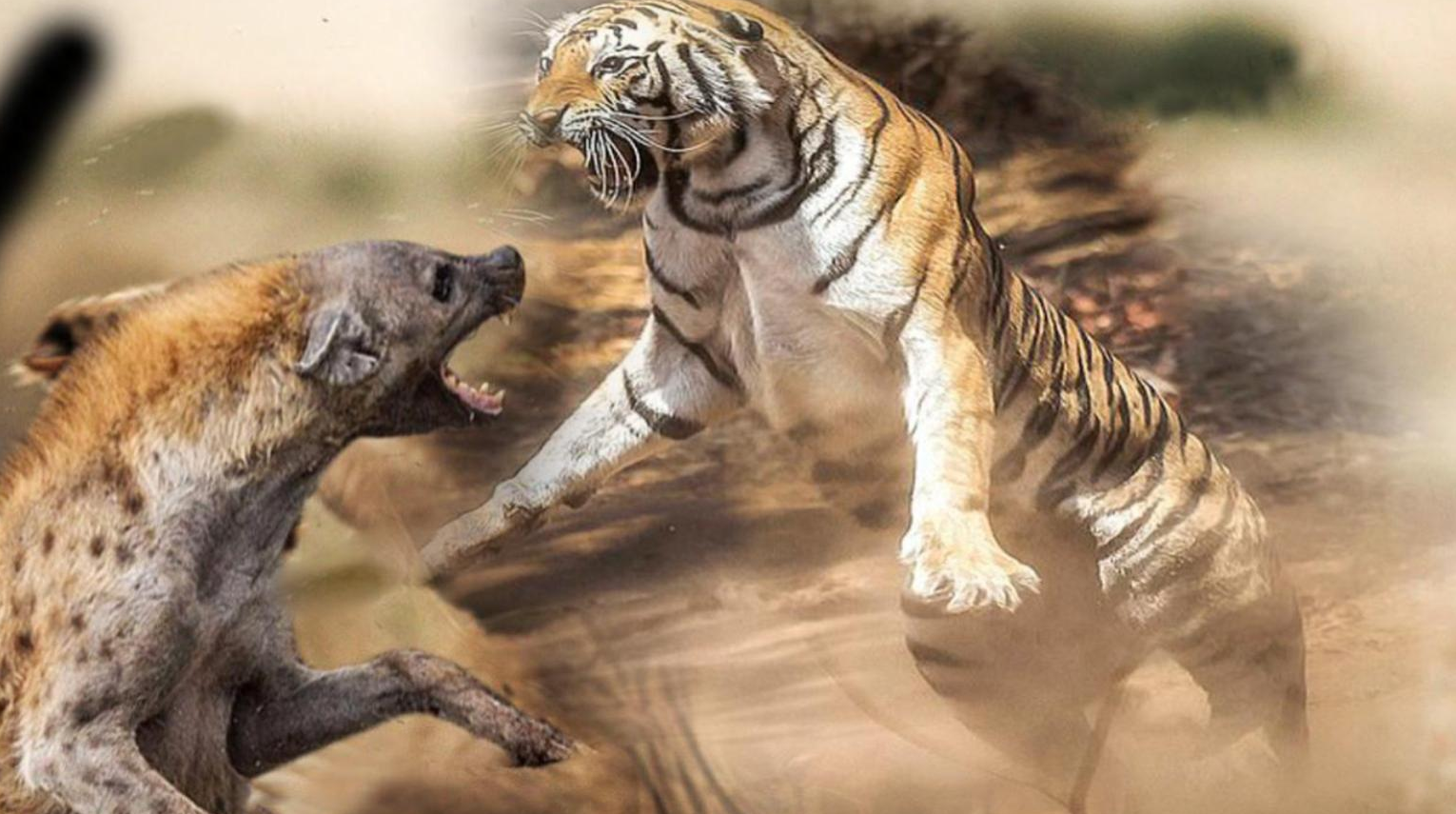 真实记录母老虎大战鬣狗,在丛林之王面前,鬣狗简直不堪一击