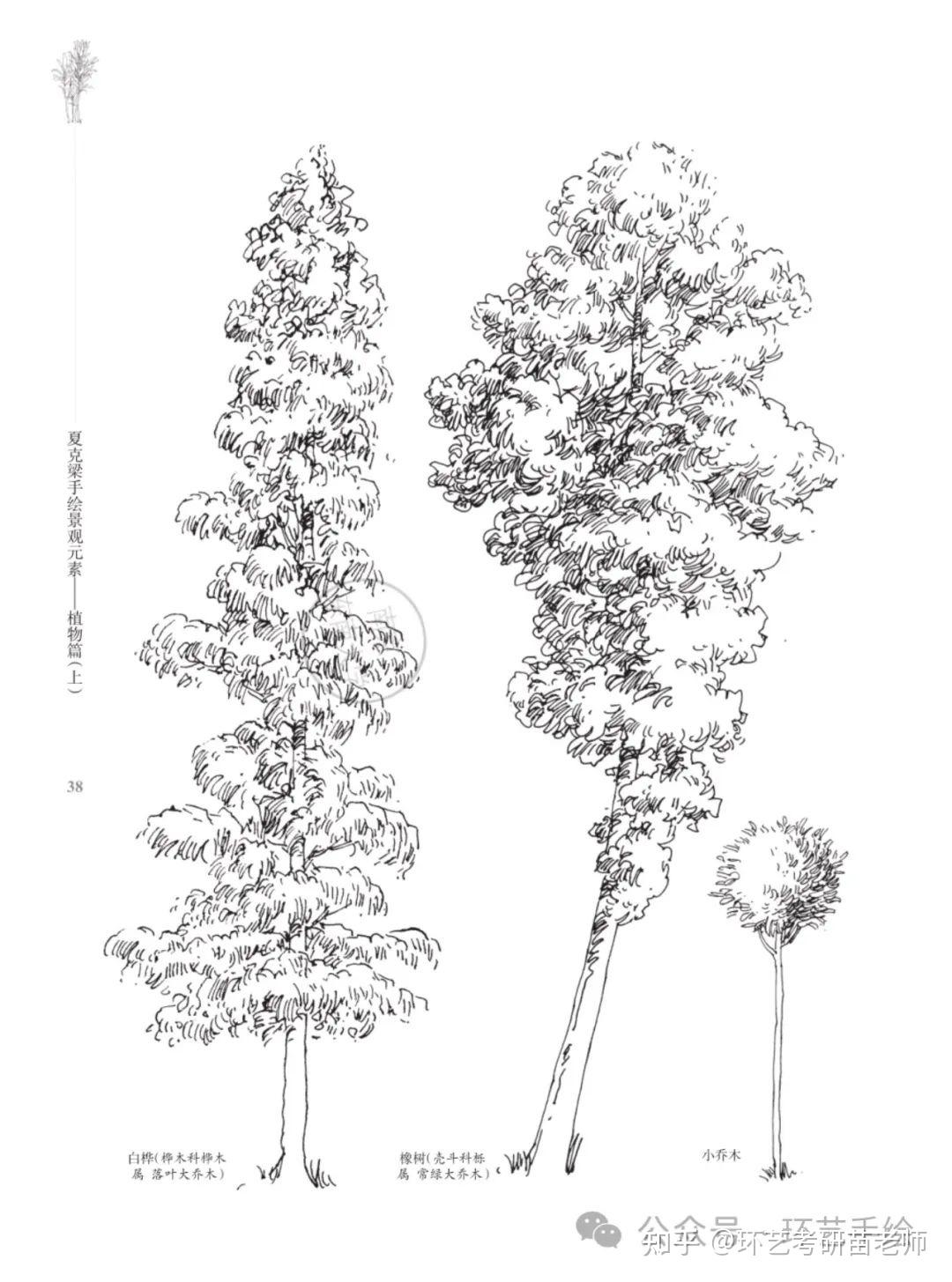 景观植物手绘及名称图片