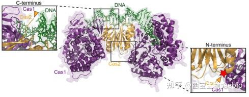分选酶A（Sortase A）在蛋白修饰上的应用 - 知乎
