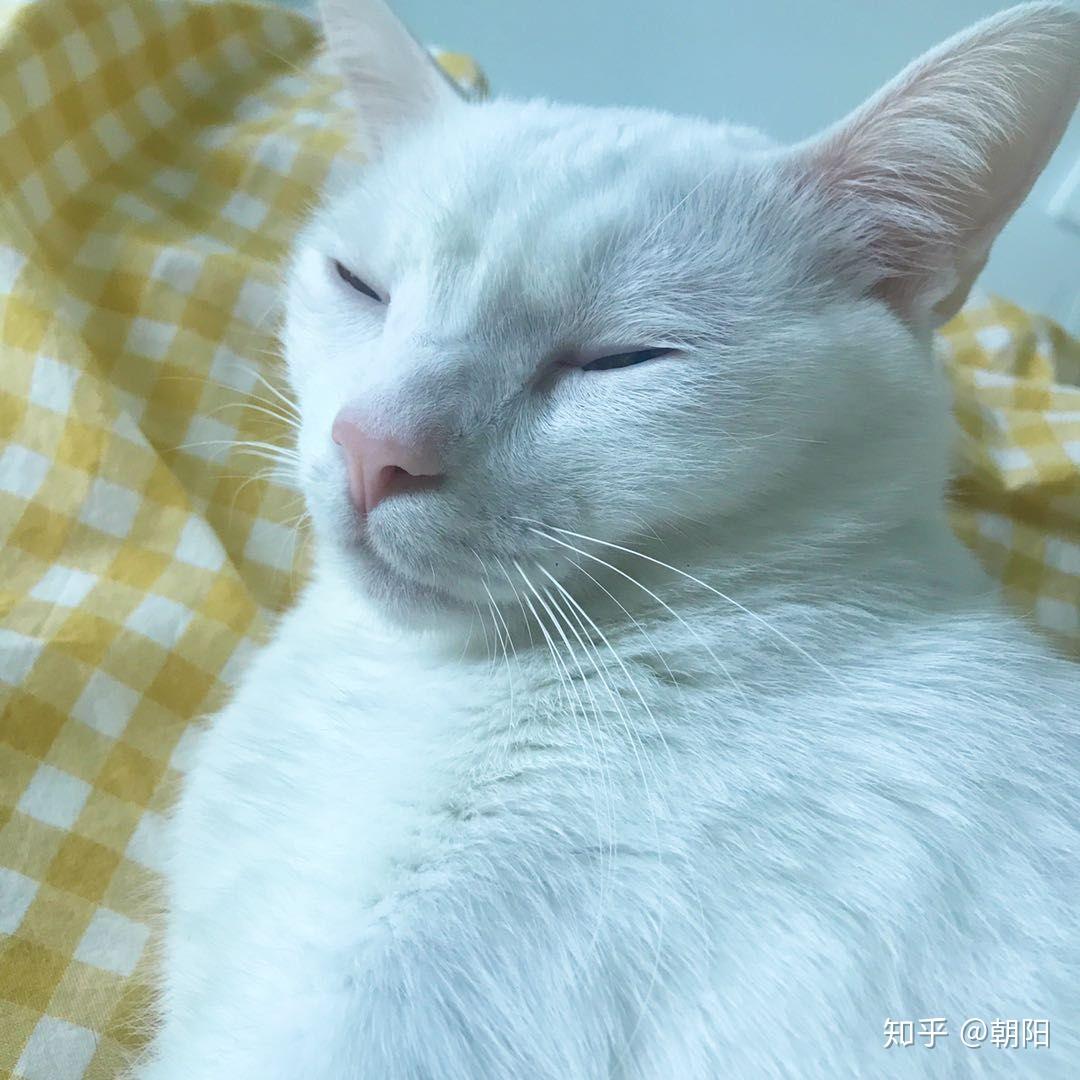 一只猫大概几元最便宜 v2-4d81a663d1b4d581fa42ecfa3224392c_r.jpg