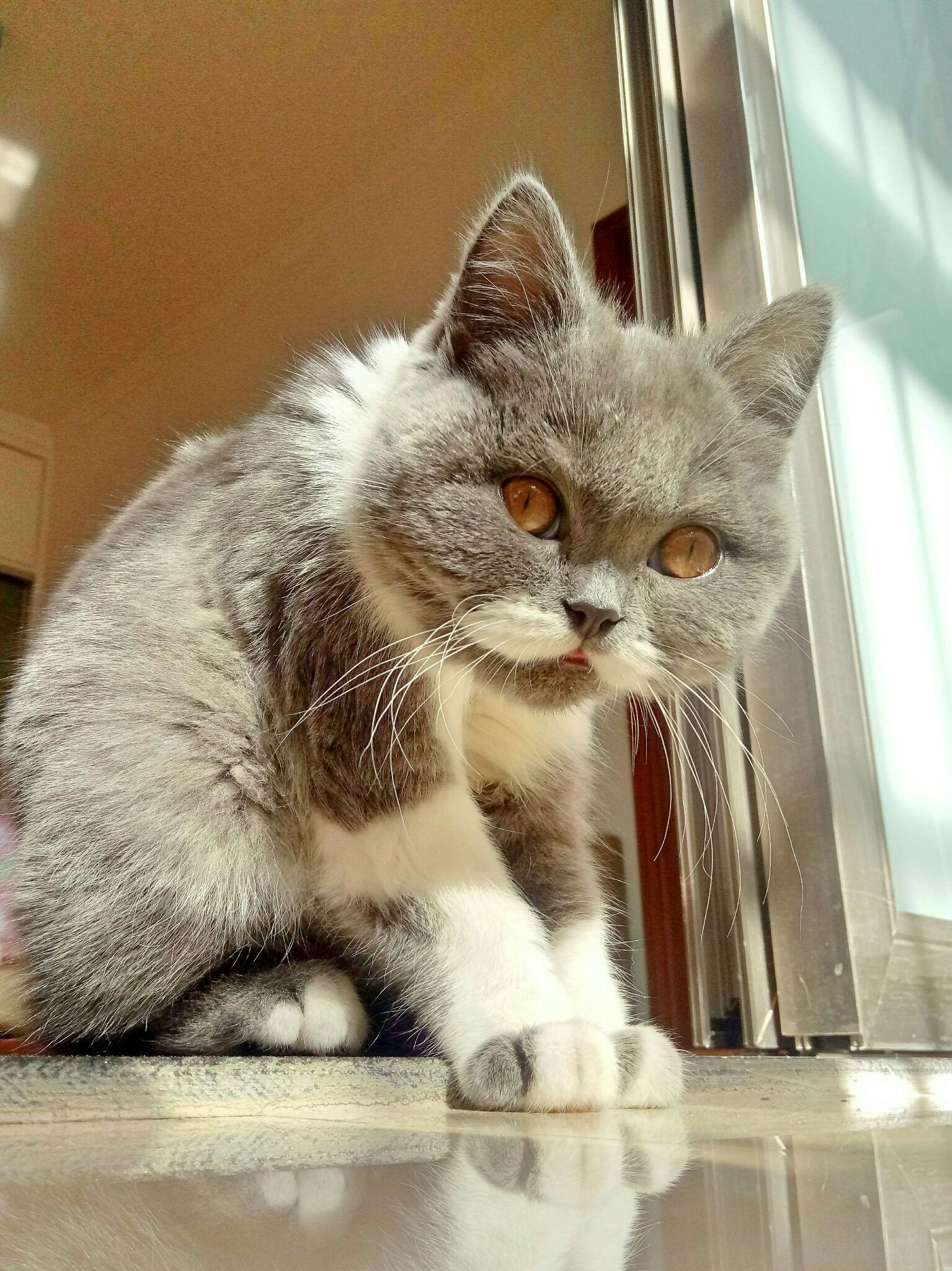 有只逗比的猫是怎样的体验