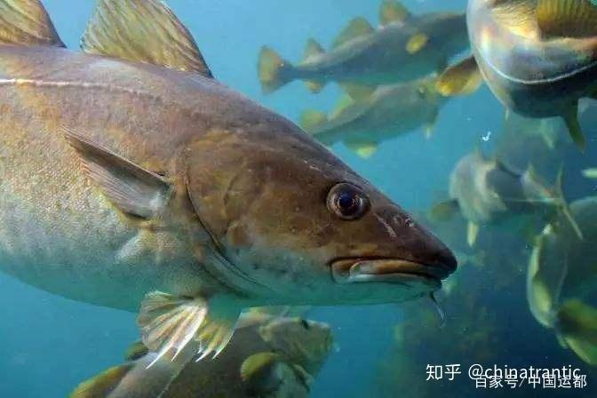 威海運都海識鱈魚