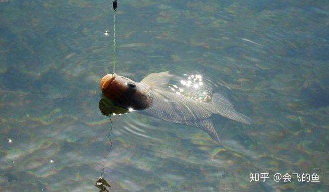 6种鱼中钩后的不同表现,怪不得钓草鱼老是秒切