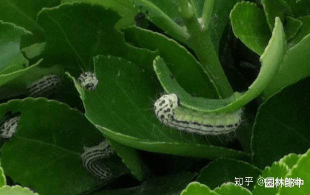 什么是黄杨绢叶螟?