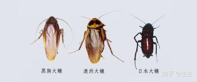 家庭灭蟑螂用什么蟑螂药有效 知乎