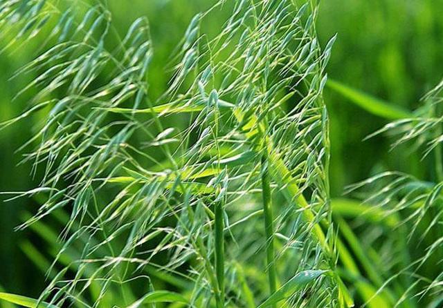 什么方法除草最快 v2-4d8ef4e4a31d981268b289a1caef9b37_1440w.jpg?source=172ae18b