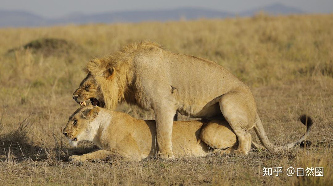 狮的那些事儿(三)--雄狮兄弟连 - 知乎