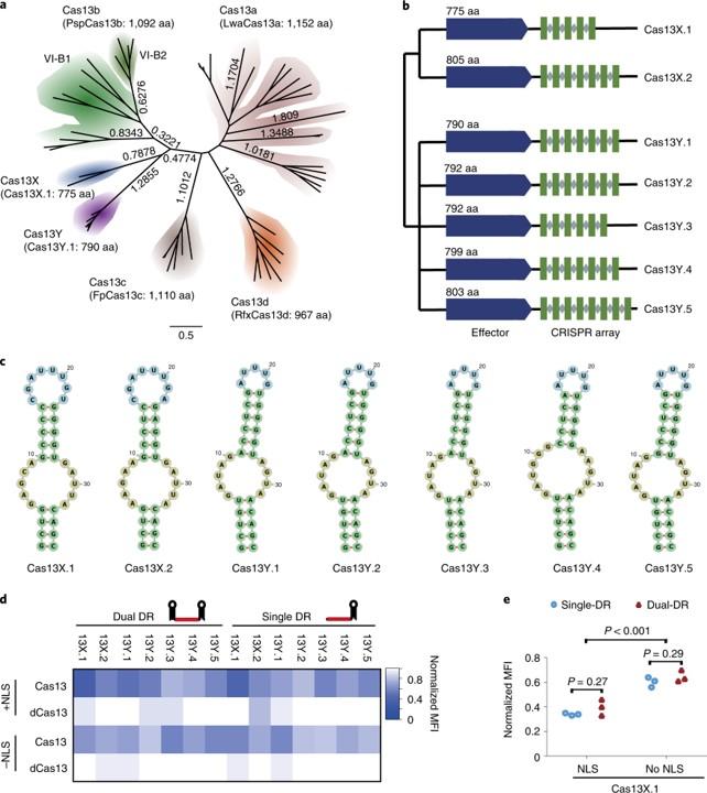 利用来自未培养微生物的紧凑型CRISPR–Cas13系统可编程RNA编辑 - 知乎