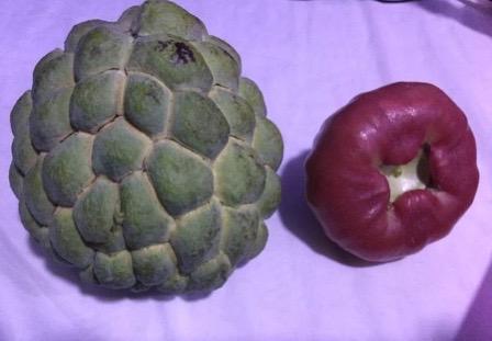 敢问各位大佬,释迦和莲雾是夫妻果吗? - 知乎